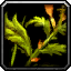 Bruiseweed