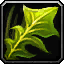 Silverleaf